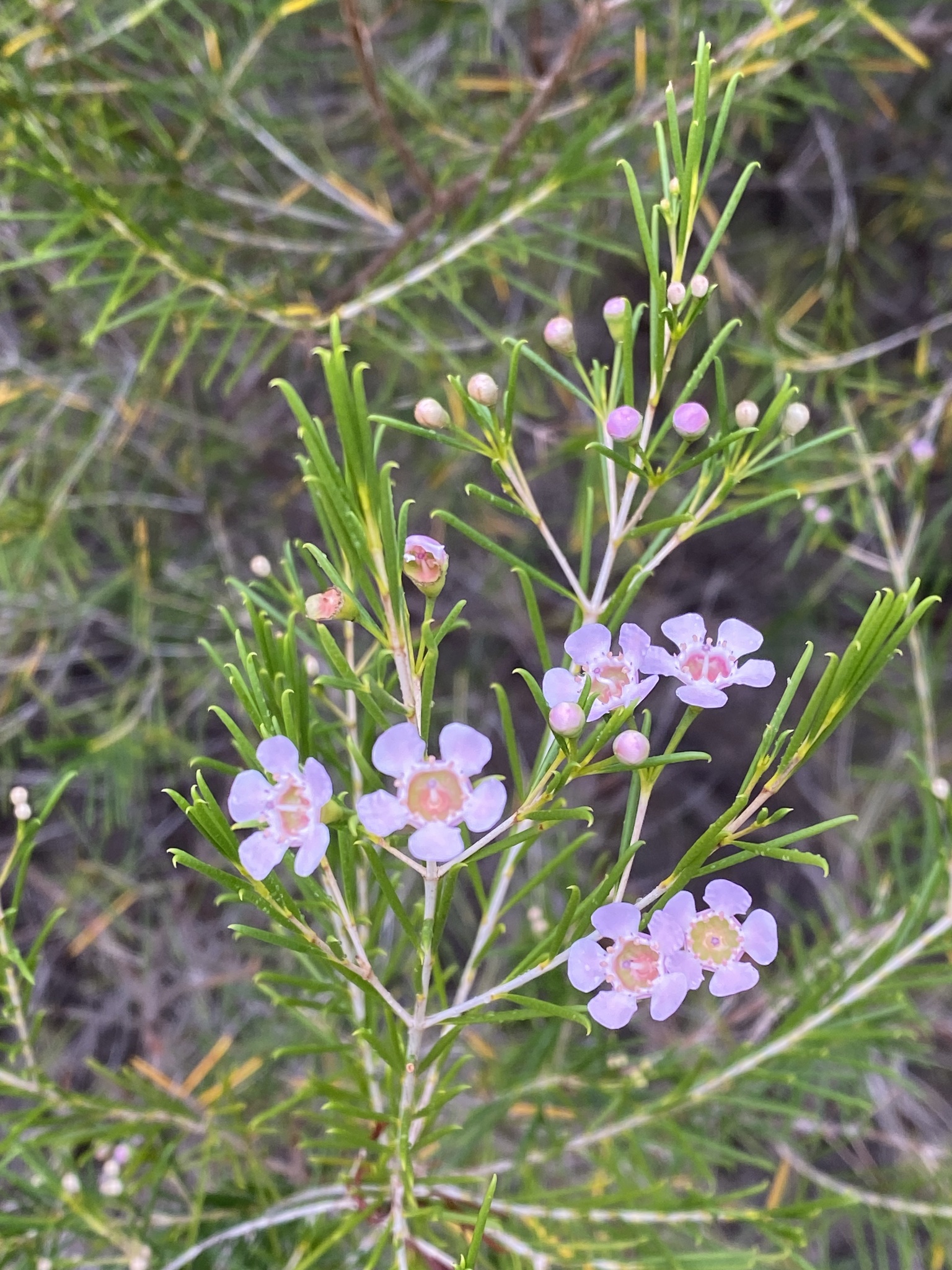 Imagem de Flor-de-cera
