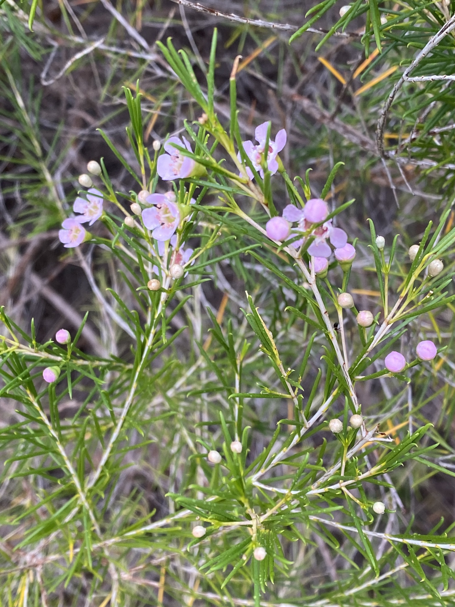 Imagem de Flor-de-cera
