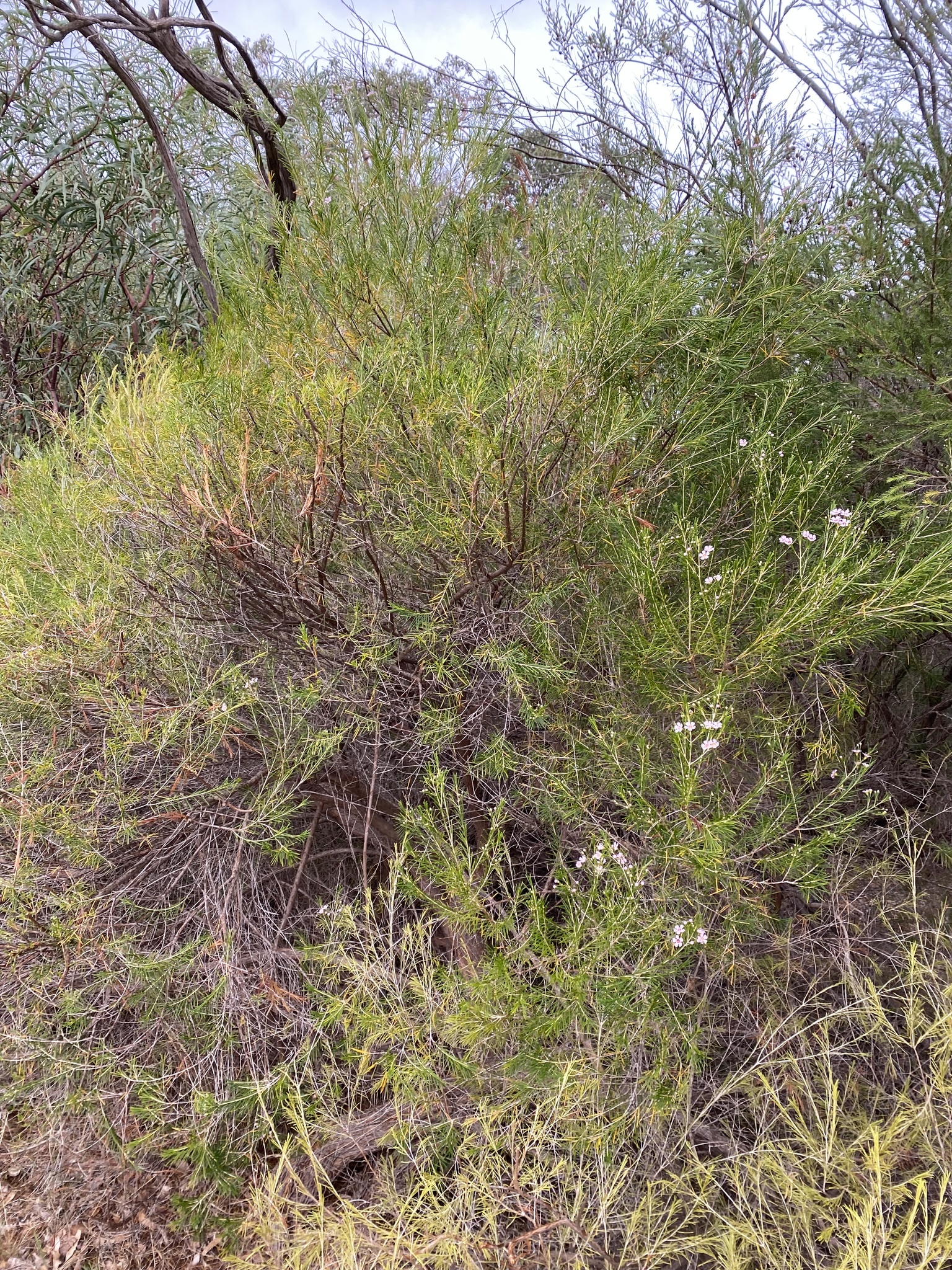 Imagem de Flor-de-cera