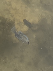 Cyprinodon pecosensis