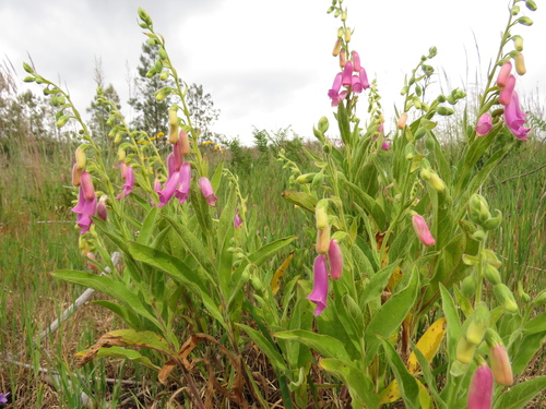 Spanish Peaks Foxglove