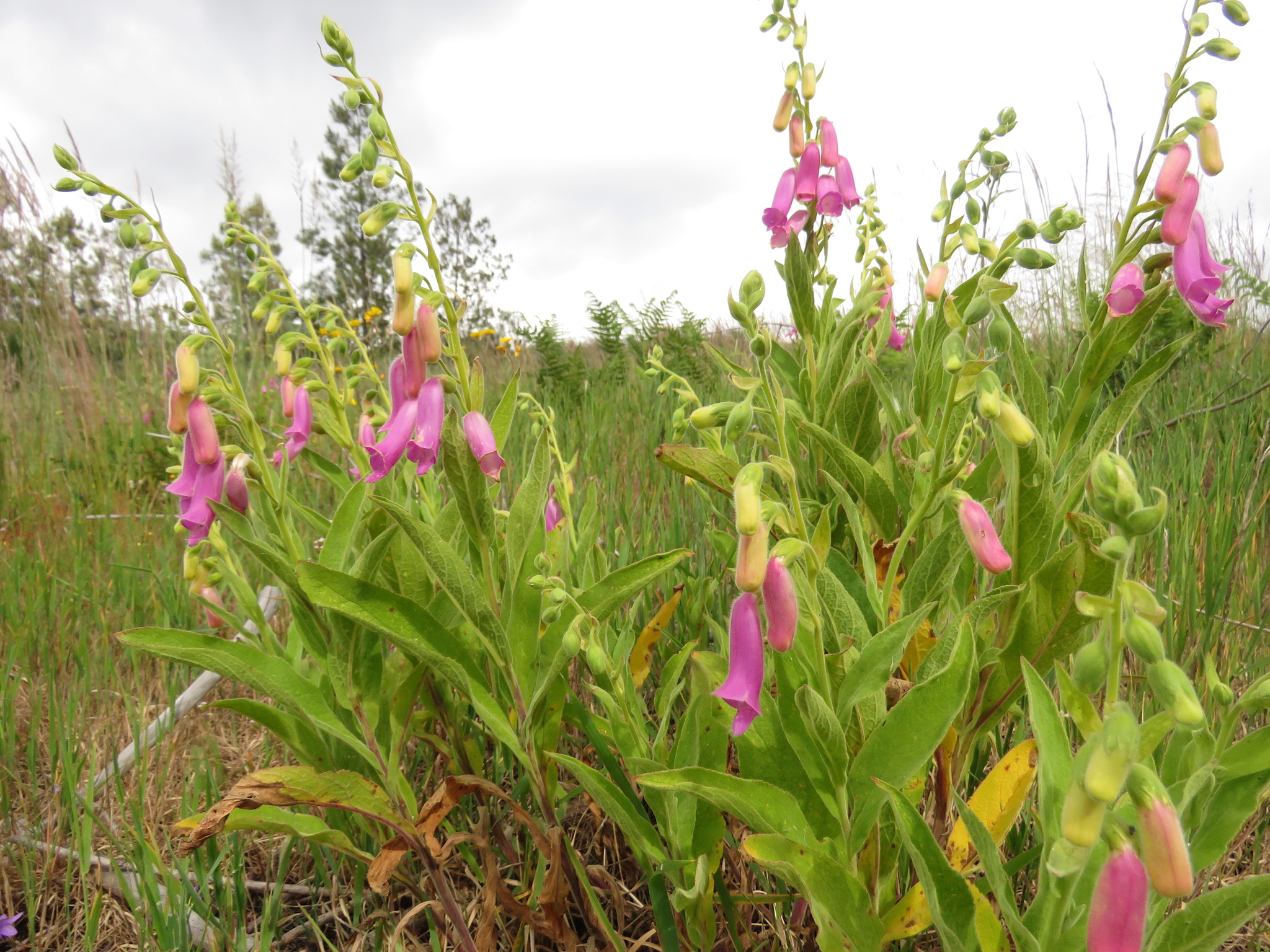 Dedaleira-esbatida (Digitalis thapsi) · BioDiversity4All, image size:2048x1536