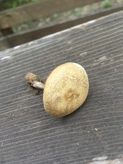 Melanoleuca angelesiana