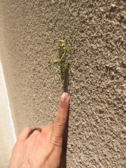 Capnobotes arizonensis