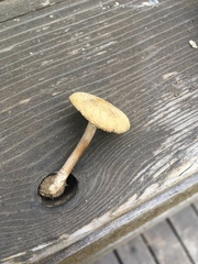 Melanoleuca angelesiana