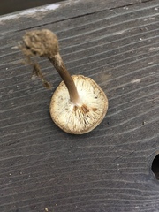 Melanoleuca angelesiana