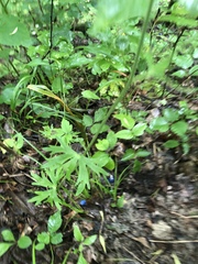 Delphinium alabamicum