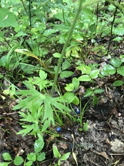 Delphinium alabamicum