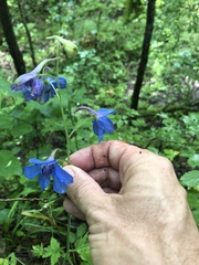 Delphinium alabamicum