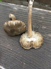 Melanoleuca angelesiana