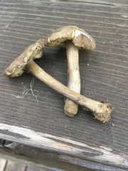 Melanoleuca angelesiana