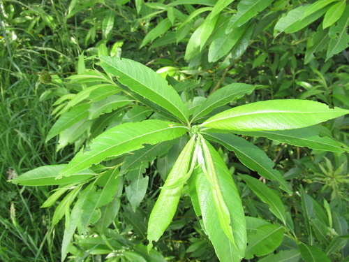 Salix × koidzumii iNat (1)