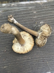 Melanoleuca angelesiana