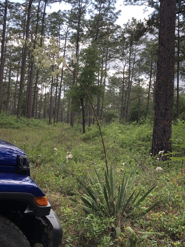 Yucca filamentosa image
