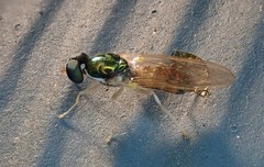 Cephalochrysa canadensis