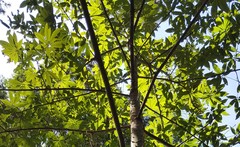 Ceiba speciosa