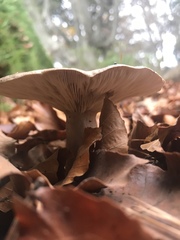 Lactarius