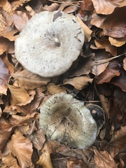 Lactarius