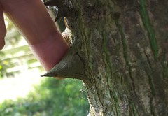 Ceiba speciosa