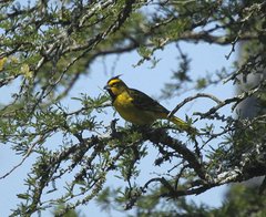 Gubernatrix cristata