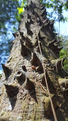 Ceiba speciosa