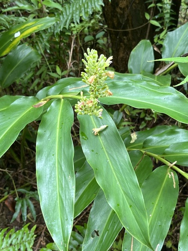 Alpinia flabellata iNat (2)