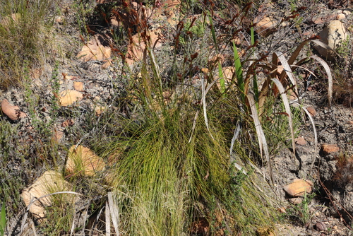 Image of Tetraria ustulata by (c) Tony Rebelo, some rights reserved (CC BY-SA)