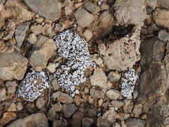 Psora cerebriformis