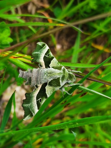 Proserpinus proserpina