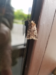 Cerastis enigmatica