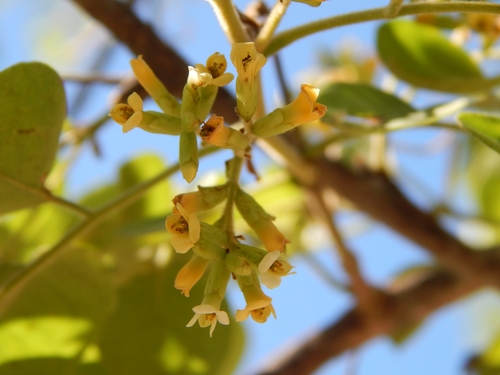 Dalbergia sissoo, photographed by an iNaturalist contributor