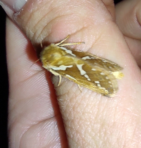 Common Swift Moth, photo 4 of 10