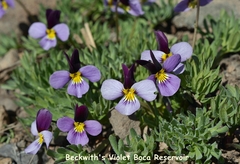 Viola beckwithii