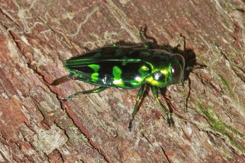 Chrysobothris viridifasciata · iNaturalist