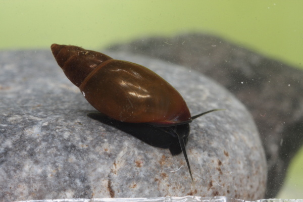 Moss Bladder Snail