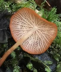Marasmius cladophyllus