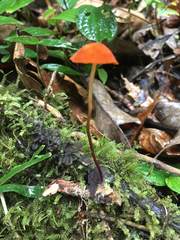 Marasmius cladophyllus