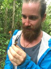 Marasmius cladophyllus