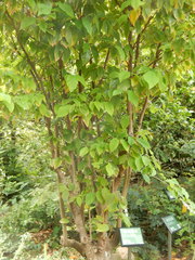 Corylopsis multiflora