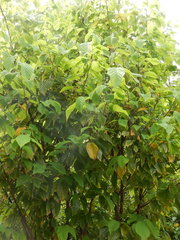 Corylopsis multiflora