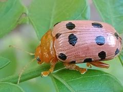 Podontia quatuordecimpunctata
