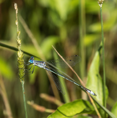 Lestes unguiculatus