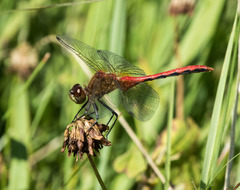 Sympetrum rubicundulum