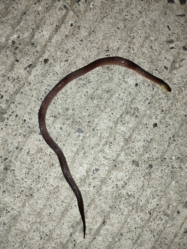 Atractus manizalesensis