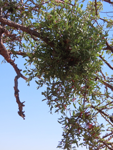 Image of Tapinanthus oleifolius by no rights reserved