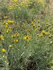 Senecio flaccidus flaccidus