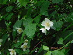 Philadelphus coronarius