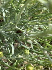 Senecio flaccidus flaccidus
