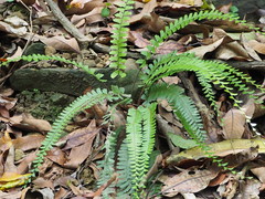 Adiantum malesianum