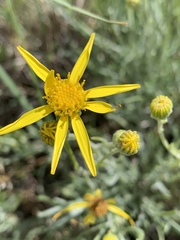 Senecio flaccidus flaccidus